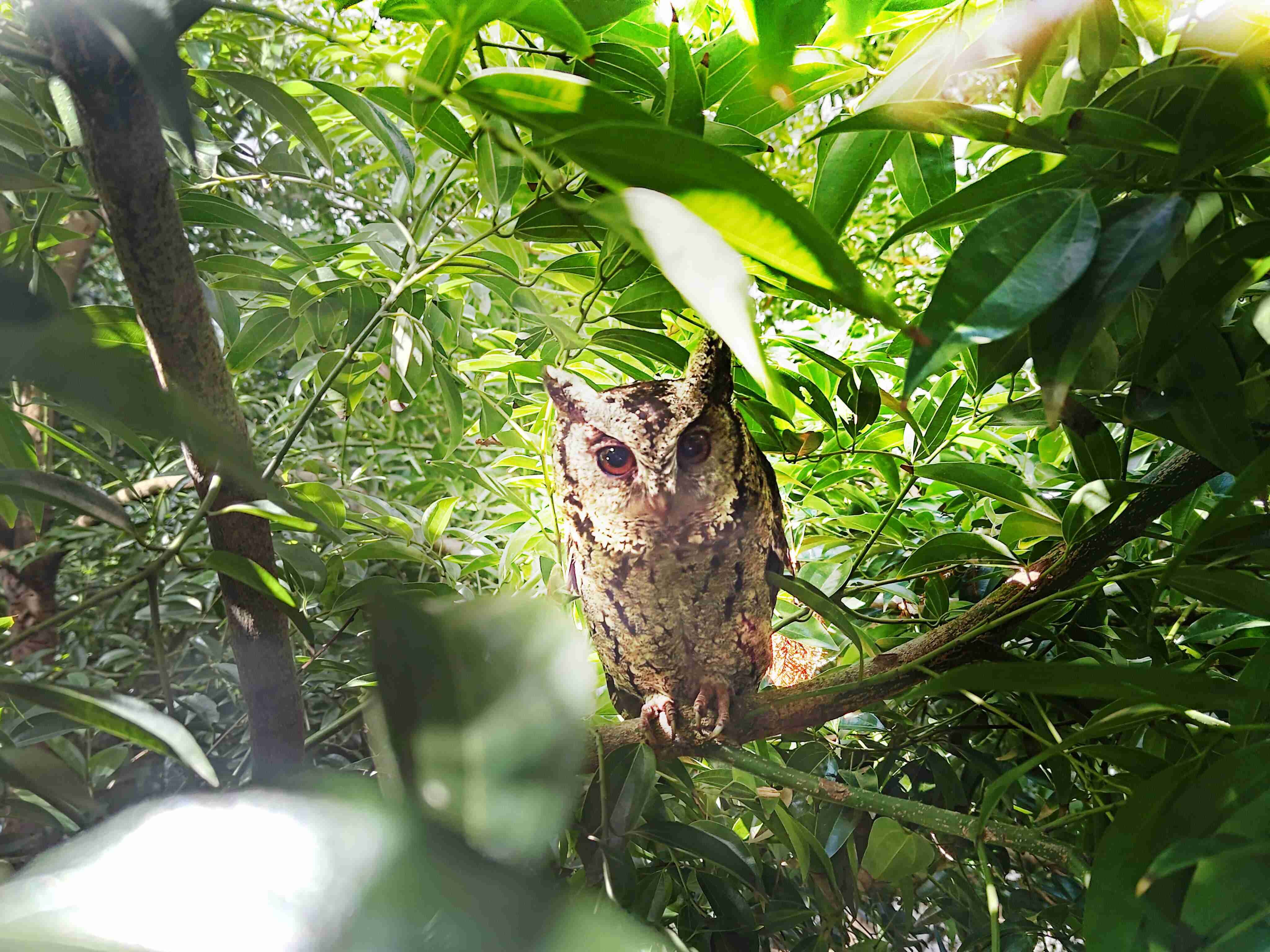 彩神vll致力提倡净零绿生活，，，16年以来在全球各厂区植树逾百万棵，，造就各厂区树木蔚然成林，，，犹如森林工厂，，，成为许多生物的栖息地